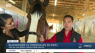 Meet Cash, a Budweiser Clydesdales visiting SWFL