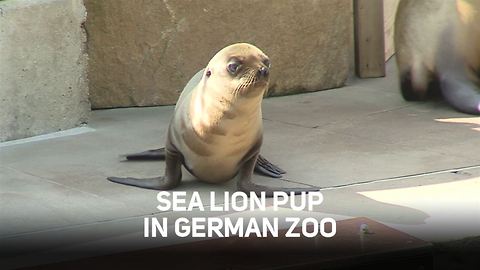 Incredibly cute sea lion cub takes first 'baby flaps'