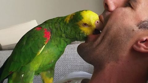 Parrot mesmerized by singing