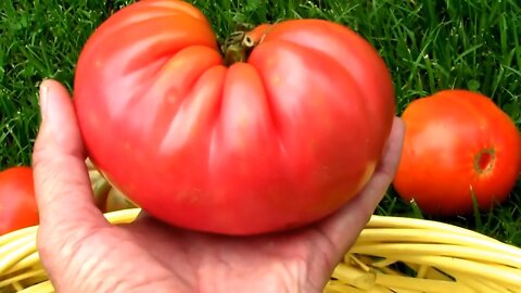 A Look At Six Different Heirloom Tomatoes