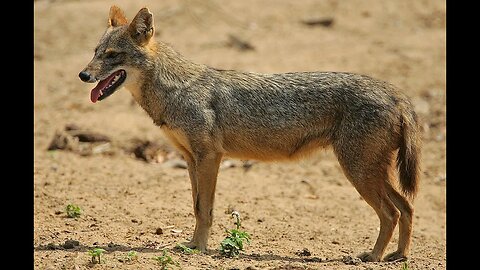 VIRAL NEWS! GOLDEN JACKAL NOT FOX, STANDS ON SECOND TEMPLE RUINS ON 9TH OF AV! A WARNING FROM GOD!