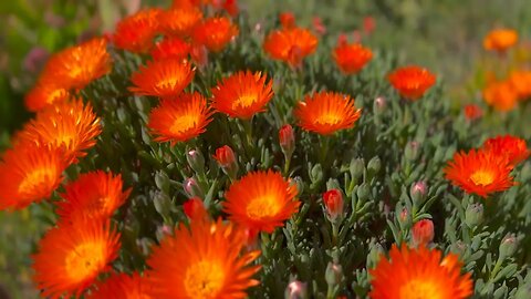 Flowers sway in the wind in the yard garden.