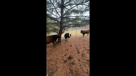 Goofing Around with the Cows