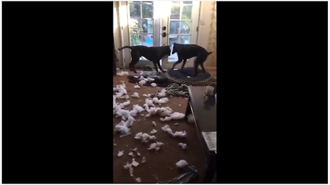 Doberman & Labrador decimate living room couch