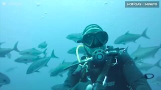 Mergulhador faz selfie em meio a cardume de peixes