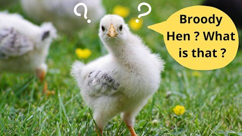 How to Recognize a Broody Hen