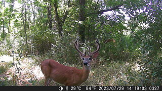 Bucks still in velvet hanging out