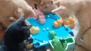 Hungry Hungry Hippos 게임을 해보려는 호기심 대장 고양이들