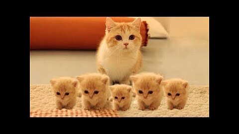 cute cat cideos