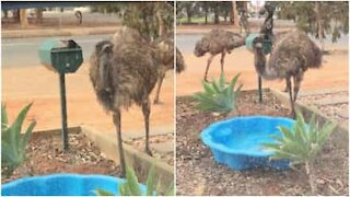 Emù invadono casa per abbeverarsi dalla piscina