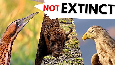 BACK from EXTINCTION! These 5 animals are Back in Britain!