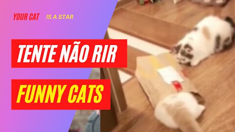Funny Cats Laugh Alert Try not to laugh ... # 15