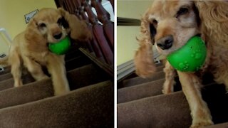 Honey the cocker spaniel is playing on the stairs
