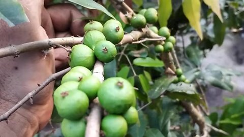 frutífera produzindo em vaso jabuticaba mirtilo peludo cajá sapoti pitomba da Malásia dovialis pêsse