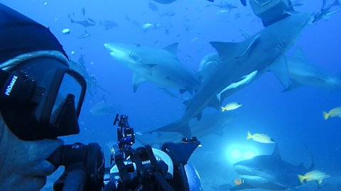 Divers Become Completely Surrounded By Bull Sharks