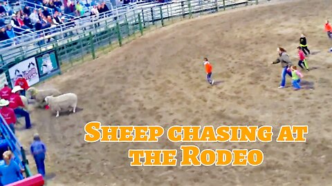 Sheep chasing at the Rodeo