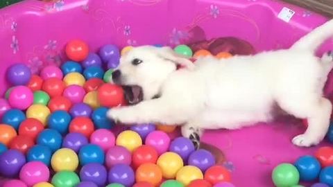 Puppy ecstatic to be playing in ball pit