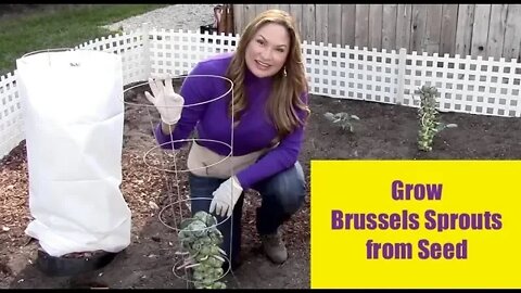 GROW BRUSSEL SPROUTS FROM SEED - For Beginners!