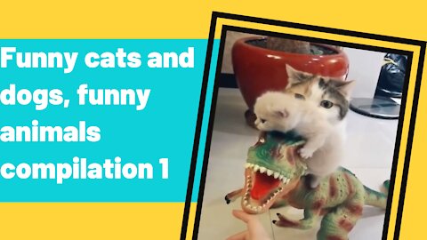 Have fun with videos of dogs and cats very funny, making everyone cry with laughter