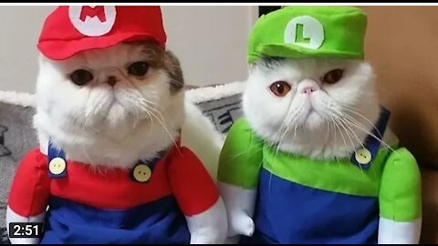 Cats Falls compilation - Super mario bros - FUN ANIMALS 😂