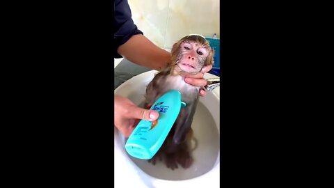 Bathing The Monkey #shorts #monkeyvideos #funnymonkey #monkeybath