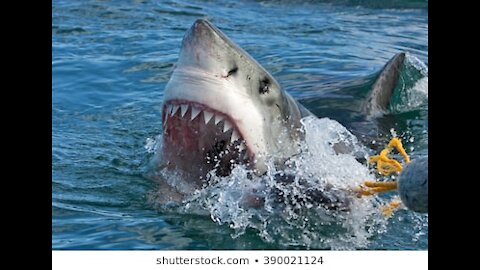 Top 5 atteradores encuentros con tiburones captados 4k