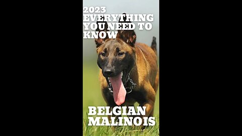 2023 BELGIAN MALINOIS : EVERYTHING YOU NEED TO KNOW #shorts