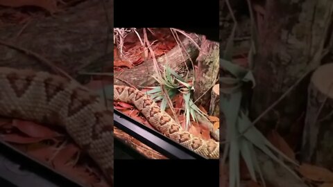 Descover earth || The forest cobra kicks off the list of deadliest snakes #shorts(4)