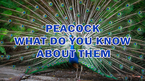 PEACOCK | WHAT DO YOU KNOW ABOUT THEM?