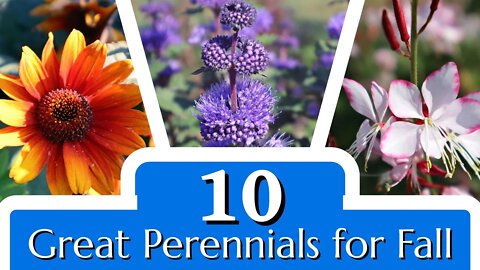 10 Remarkable Perennials for September and October
