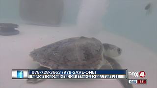 Sea Turtle mass mortalities reported near Sanibel and Captiva islands