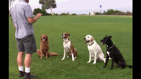 How do I train my dogs (completely safely)