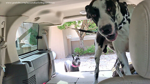 Funny Great Danes Leap And Use Ramp To Get Into An SUV