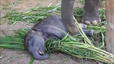 Adorable moment captured: Sleepy baby elephant snuggling on mom’s food! 🐘💤 💕