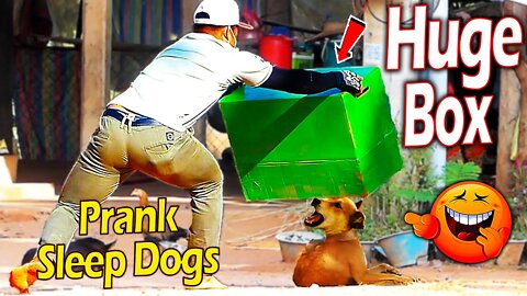 Fake tiger prank | Monkey-dog-cat | Rapha Prank Daily Ep 8 by Troll Prank dog Funny