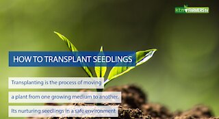 How to Transplant Seedlings - Guide