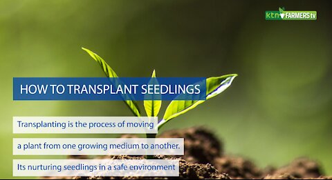 How to Transplant Seedlings - Guide