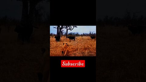 lion attack buffalo video|lion attack|buffalo vs lion|hunting|animals attacks 2021,buffalo attack,