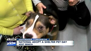 Riley wants a forever home at SPCA Serving Erie County