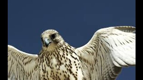 Golden falcon