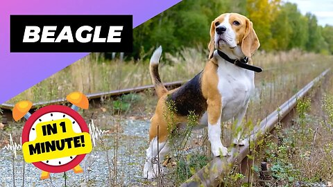 Beagle - In 1 Minute! 🐶 One Of The Most Popular Dog Breeds In The World | 1 Minute Animals