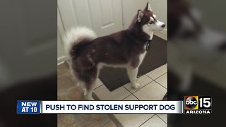 Woman visiting Arizona driven to find stolen support dog