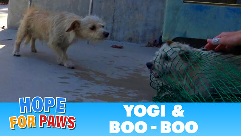 Yogi and Boo-Boo took refuge in a schoolyard and evaded rescue for weeks until...