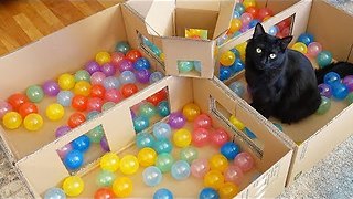 Make Your Own Deluxe Ball Pit To Keep Your Cat Entertained For Days