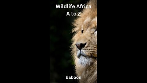 Wildlife Africa A to Z - Baboon