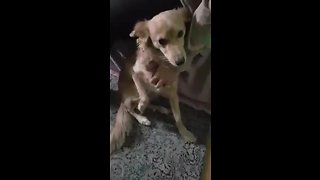 Cute Dog Can't Control Leg Twitching During Belly Rubs