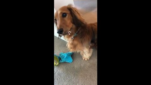 What are the odds this dog ate the toilet paper?