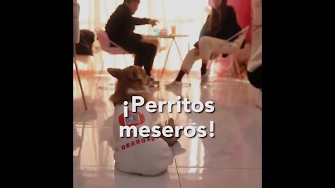 En esta cafetería los meseros son ¡CORGIS! | Sabías que...