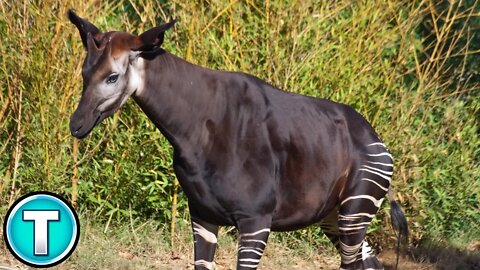 Okapi | World's Weirdest Animals