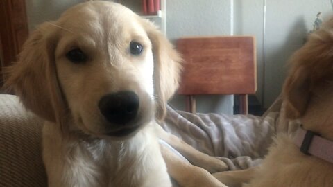 Golden retriever puppy gives funny look to camera.
